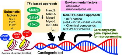 Manipulating Cardiomyocyte Plasticity for Heart Regeneration